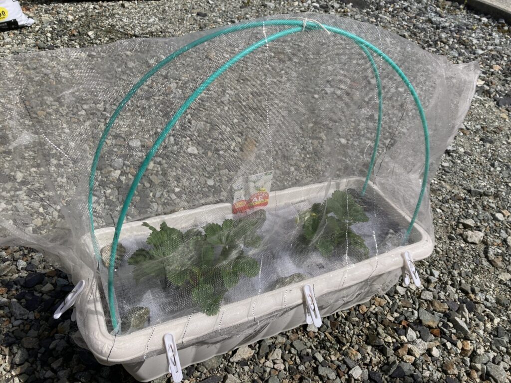 防虫ネットと水切りネットをつけた状態