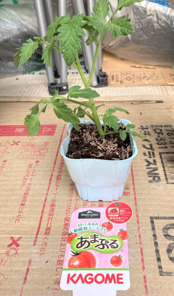 ミニトマトの苗”あまぷる”の写真