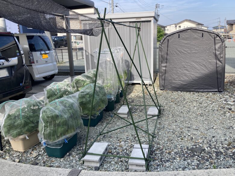 イボ支柱で保持
